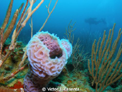 azure vase sponge at mermaid point dive site in parguera ... by Victor J. Lasanta 